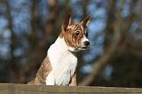 BASENJI 137